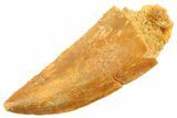 Serrated Raptor Tooth - Real Dinosaur Tooth #347060-1